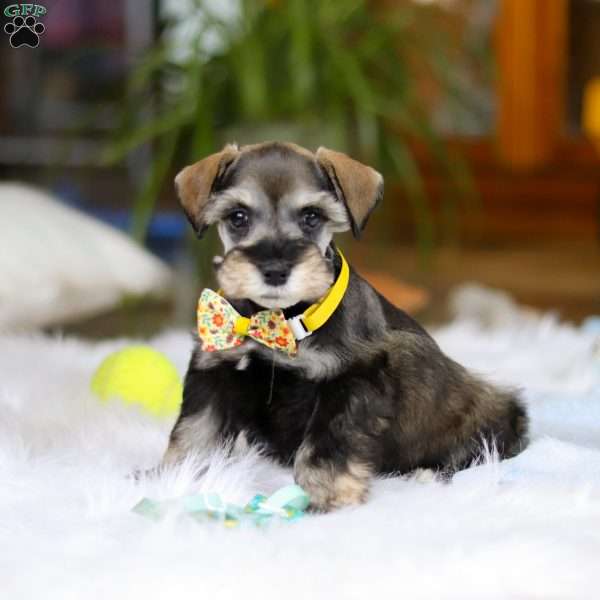 Jax, Miniature Schnauzer Puppy